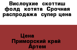 Вислоухие (скоттиш фолд) котята. Срочная распродажа, супер цена! › Цена ­ 6 000 - Приморский край, Артем г. Животные и растения » Кошки   . Приморский край